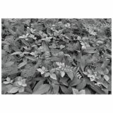 FOTOTAPETA 8-DELNA FOREST FLOOR 368X254 CM KOMAR