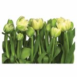 FOTOTAPETA 8-DELNA  TULIPS 368X254 CM KOMAR