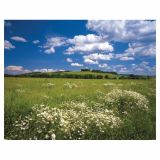 FOTOTAPETA8-DELNA MEADOV 368X254 CM KOMAR