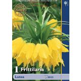 POMLADI CVETOČA ČEBULICA FRITILLARIA LUTEA 20/22 1 KOS