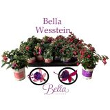 SEZONSKA RASTLINA FUKSIJA POKONČNA MIX L12