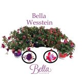 SEZONSKA RASTLINA FUKSIJA VISEČA MIX L12