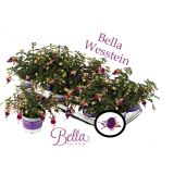 SEZONSKA RASTLINA FUKSIJA VISEČA MIX L12