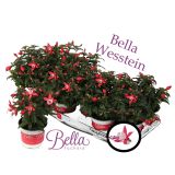 SEZONSKA RASTLINA FUKSIJA VISEČA MIX L12