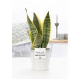 TAŠČIN JEZIK FUTURA SUPERBA L12