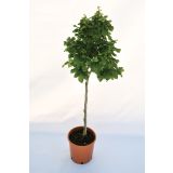 LISTAVEC GABER 'MONUMENTALIS' L24