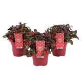 GAULTERIJA BIG BERRY L12 CM