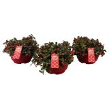 GAULTERIJA BIG BERRY L19 CM