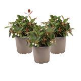 GAULTERIJA BIG BERRY L9 CM