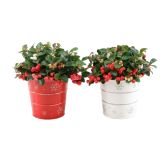 GAULTERIJA BIG BERRY OKRASN. LON. X-MAS L14 CM