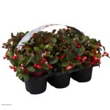 GAULTERIJA BIG BERRY SIX PACK (6/1)