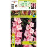 GLADIOLA HOLLAND BULB MARET CHEOPS