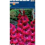 GLADIOLA HOLLAND BULB MARKET GLADIOLUS SAN SIRO