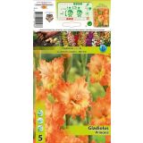 GLADIOLA HOLLAND BULB MARKET PRINCESS RUFFLE