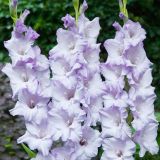 GLADIOLA HOLLAND BULB MARKET SWEET BLUE RUFF