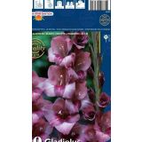 GLADIOLA HOLLAND BULB MARKET TORINO