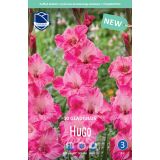 GLADIOLA LEFEBER HUGO 10KOS