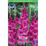 GLADIOLA LEFEBER NATAN 10KOS