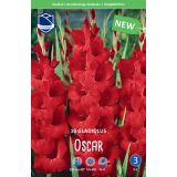 GLADIOLA LEFEBER OSCAR 10KOS