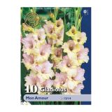GLADIOLA HOLLAND BULB MARKET MON AMOUR