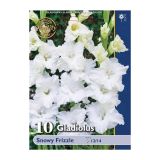 GLADIOLA HOLLAND BULB MARKET SNOWY FRIZZLE