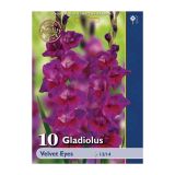 GLADIOLA HOLLAND BULB MARKET VELVET EYES