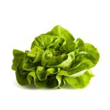 LISTNA ZELENJAVA L'ORTO FRUTTIFERO GLAVNATA SOLATA TEMNA 8/1 DALLAS KULTIPAK