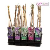 VZPENJALKA GLICINIJA MIX L15