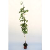 VZPENJALKA GLICINIJA MIX L17