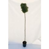 LISTAVEC GLOG 'COMPACTA' L32