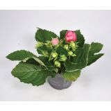 CVETOČA SOBNA RASTLINA GLOKSINIJA MIX L12