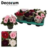 CVETOČA SOBNA RASTLINA GLOKSINIJA MIX L13