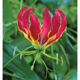 POLETI CVETOČA ČEBULICA HOLLAND BULB MARKET GLORIOSA ROTHSHILDIANA