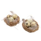 GNEZDO Z JAJCI IN PERJEM, 2/1