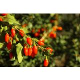 JAGODIČEVJE GOJI JAGODE