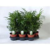 SOBNA ZELENA RASTLINA GORSKA PALMA L15