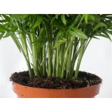 SOBNA ZELENA RASTLINA GORSKA PALMA L15