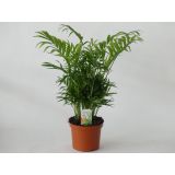 SOBNA ZELENA RASTLINA GORSKA PALMA L15