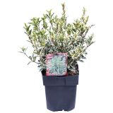 GRM BODIKOLISTNA OSTOLISTNICA