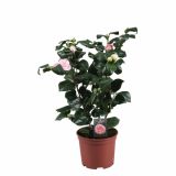 GRM CAMELLIA DR.KING