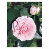 GRM CAMELLIA DR.KING