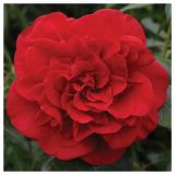 GRM CAMELLIA DR.KING
