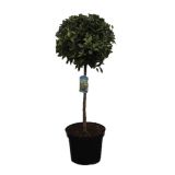 GRM DIŠEČA OSTOLISTNICA