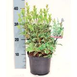 GRMOVNICA OKRASNA V LIST. DIŠEČA OSTROLISTNICA