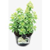 HORTENZIJA LATASTA L19