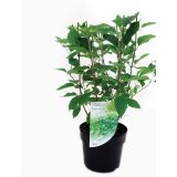 GRM LATASTA HORTENZIJA