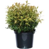 GRM LEVKOTOJA SCARLETTA