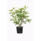 GRM LISTOPADNA AZALEJA GOLDEN SUNSET