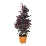 GRM LOROPETALUM CHINENSIS
