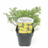 CVETOČA GRMOVNICA PETEROPRSTNIK